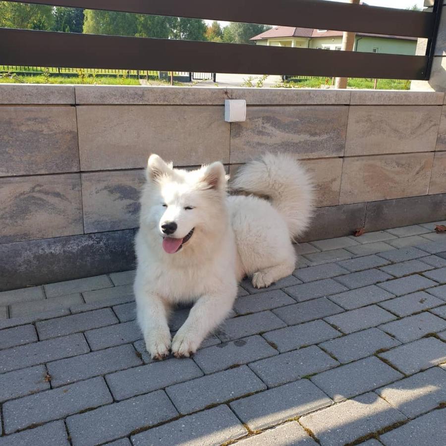 Aris Pokoje Goscinne Wojnicz Buitenkant foto